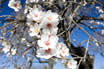 Almond tree blossom in mallorca