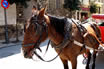 Horse Pulling A Carriage In Palma De Mallorca