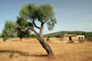 Tree With An Old House And Rural Surroundings In Majorca